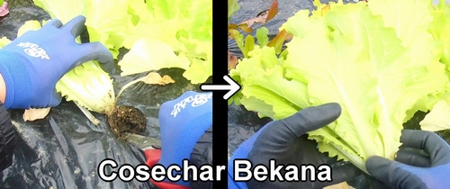 Cosecha de Bekana (de la familia del repollo chino)