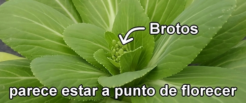 El bok choy bebé parece estar a punto de florecer