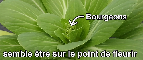 Le bok choy bébé semble sur le point de fleurir