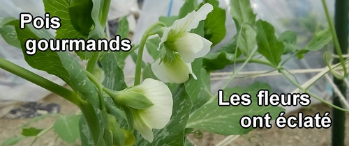 Les fleurs de pois mange tout (pois gourmands)