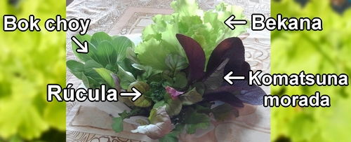 Bok choy bebé, bekana, komatsuna morada y rúcula