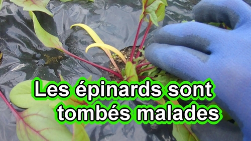 Les épinards sont tombés malades