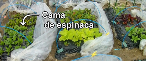 Cama de espinaca