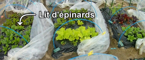 Lit d'épinards