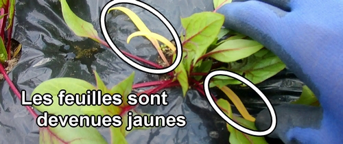 Les feuilles d'épinards sont devenues jaunes