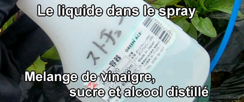 Le liquide mélangé avec du vinaigre, du sucre et du shochu (alcool distillé)