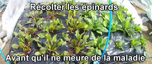 Je vais récolter tous les épinards