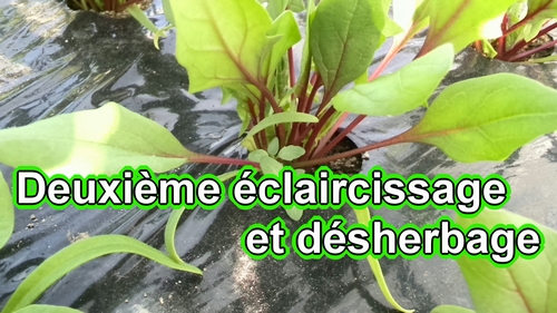 Le deuxième éclaircissage et le désherbage (Creer jardin potager)