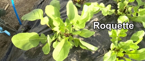 Roquette