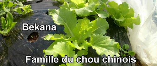 Bekana (Famille du chou chinois)