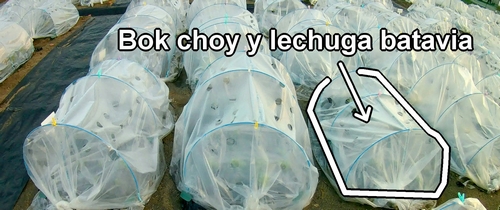 La cama de bok choy bebé y lechuga batavia (lechuga de hoja)