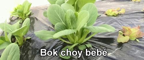 Bok choy bebé