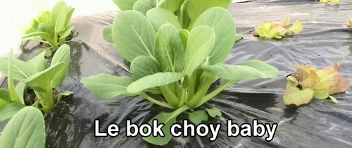 Le bok choy baby