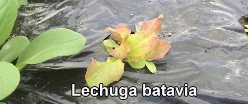 Lechuga batavia (Lechuga de hoja)