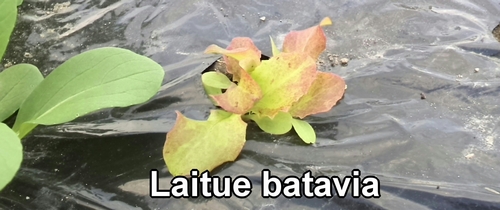 Laitue batavia (Laitue frisée)