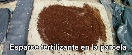 Esparce fertilizante en la parcela