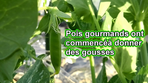 Les pois mange tout (pois gourmands) ont commencé à produire de petites gousses