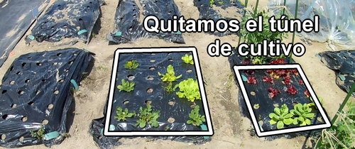 Quitamos el túnel de cultivo