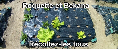 La récolte de roquette et de Bekana est terminée cette fois