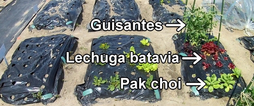 El bancal de pak choi bebé, lechuga batavia y guisantes