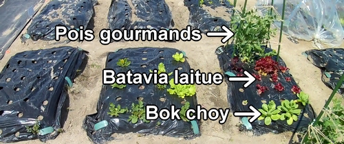 Le lit de bok choy, laitue rouge et pois mange tout (pois gourmands)