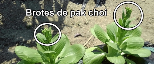 Brotes de pak choi bebé