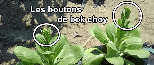 Les boutons de bok choy