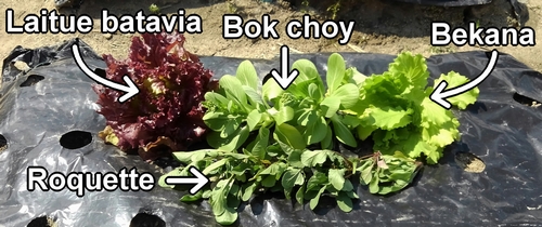 J'ai récolté de la laitue batavia, du bok choy, du Bekana et de la roquette