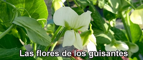 Las flores de los guisantes dulces (guisante comestible)