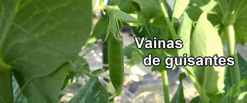 Las vainas de los guisantes dulces (guisante mangetout)