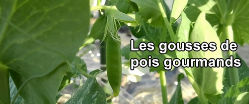 Les gousses de pois mange tout (pois gourmands)