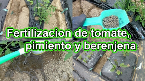 Fertilizacion de tomate, pimiento y berenjena