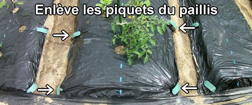 Enlève les piquets du paillis