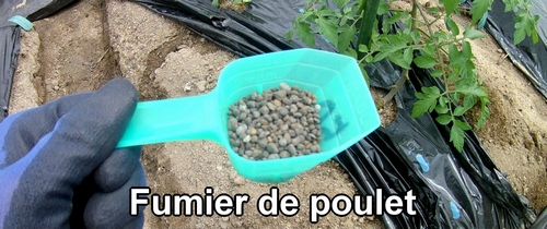 Le fumier de poulet utilisé pour fertiliser les tomates (Bon engrais pour tomate)