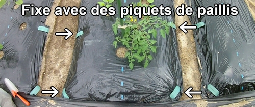 La fertilisation des tomates est terminée