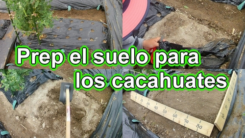 Preparando para cultivar cacahuates (Cultivo de mani)