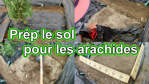 Préparer la culture des arachides (Culture des cacahuetes)