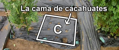 La cama de cacahuates (maníes)