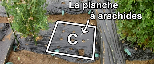 La planche pour les arachides (Cacahuete plantation)