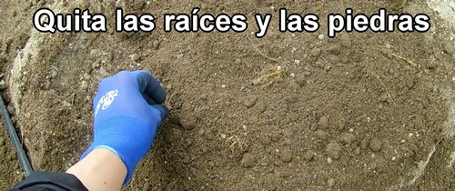 Quita las raíces y las piedras