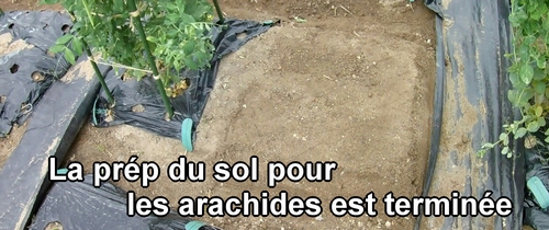 La préparation du sol pour les arachides (cacahuetes) est terminée