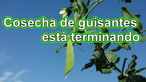 La cosecha de los guisantes está a punto de terminar