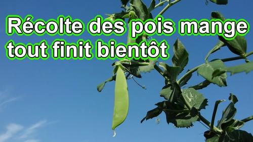 La récolte des pois mange-tout touche à sa fin