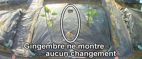 Le gingembre ne montre aucun changement