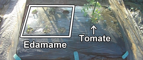 La cama donde planté edamame y tomate