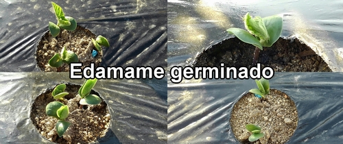 Edamame germinado