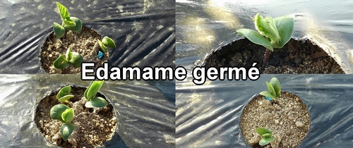 Edamame germé