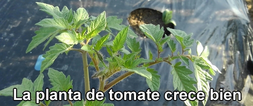 La planta de tomate crece bien