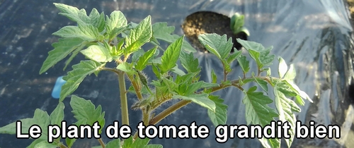 Le plant de tomate grandit bien