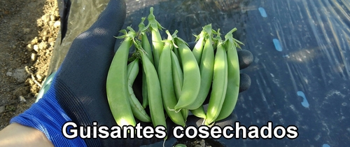 Guisantes (guisante comestible) cosechados